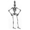 skeleton pendant key ring keychain